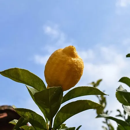Inlao The Papasidero